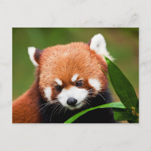 Carte Postale Cute Red Panda
