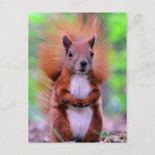Carte Postale Cute Red Squirrel Photograph