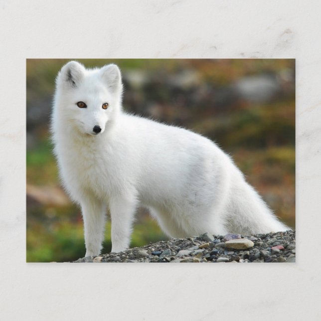 Carte Postale Cute renard arctique (Devant)