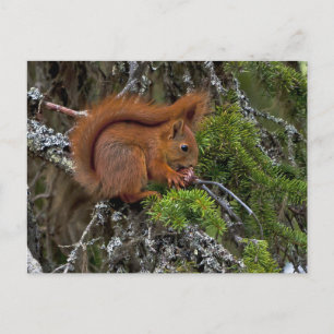Carte Postale Cute Rouge écureuil Pine Photo
