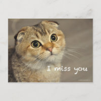 Cute Scottish fold noodles cat miss you postcard
