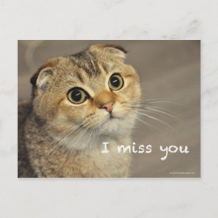 Carte Postale Cute Scottish fold noodles cat miss you postcard