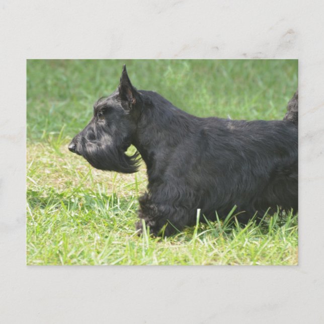 Carte Postale Cute Scottish Terrier (Devant)