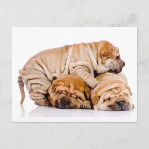 Carte Postale Cute Shar Pei Puppies