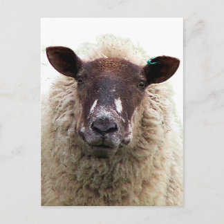 CARTE POSTALE CUTE SHEEP