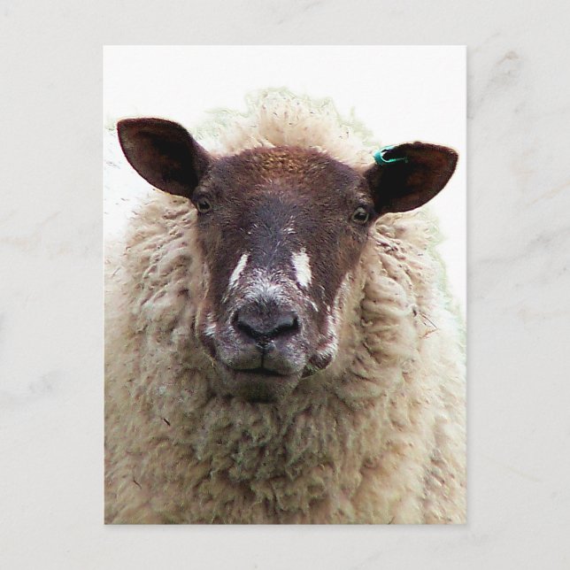 CARTE POSTALE CUTE SHEEP (Devant)