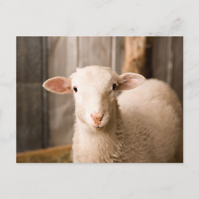 Carte Postale Cute Sheep (Devant)