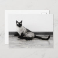 CUTE Siamese Portrait de chat