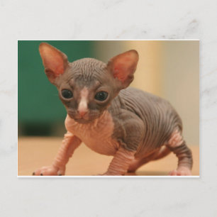 Carte Postale Cute sphynx chaton