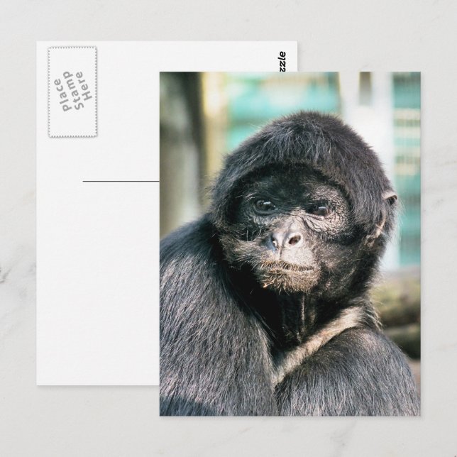 CARTE POSTALE CUTE SPIDER MONKEY (Devant / Derrière)