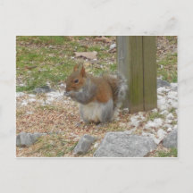 Carte postale Cute Squirrel