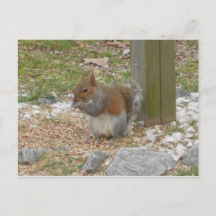 Carte postale Cute Squirrel
