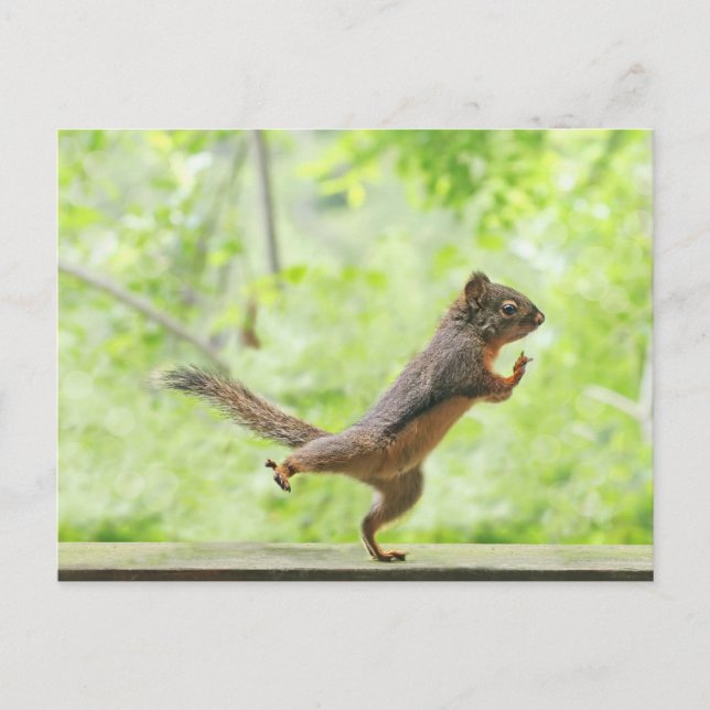 Carte Postale Cute Squirrel Doing Tai Chi (Devant)