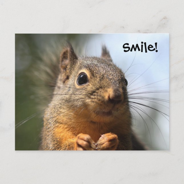 Carte Postale Cute Squirrel Souriant Closeup Photo (Devant)