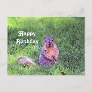 Carte Postale Cute Squirrel Wildlife Photo Anniversaire