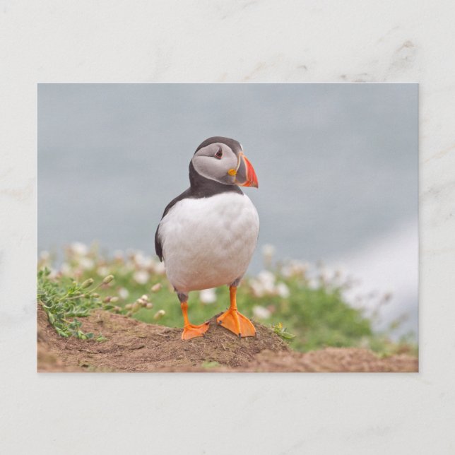 Carte Postale Cute Standing Puffin (Devant)