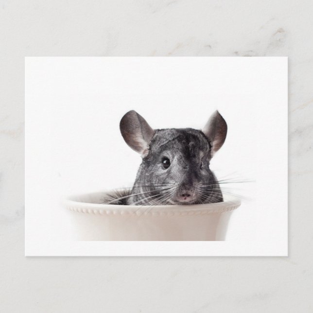 Carte Postale Cute Teacup Chinchilla Grey (Devant)