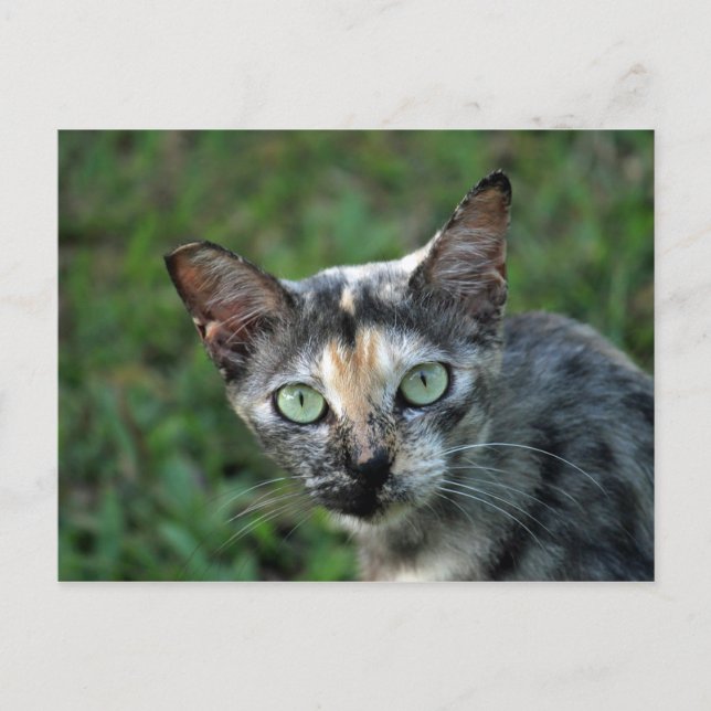 Carte Postale Cute Tortoiseshell Photo Chat (Devant)