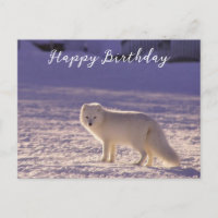 Cute White Arctic Fox neige hiver Photographie