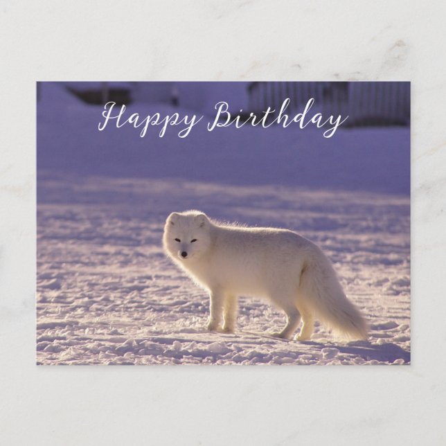 Carte Postale Cute White Arctic Fox neige hiver Photographie (Devant)