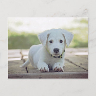 Carte Postale cute white dog puppy