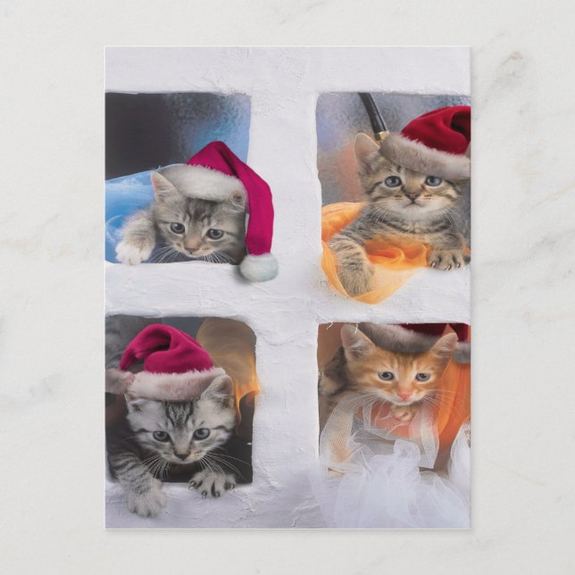 Carte Postale Cute X-mas chatons dans les fenêtres (Devant)