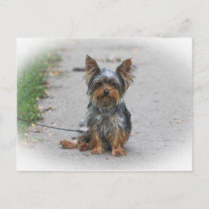 Carte Postale Cute Yorkie