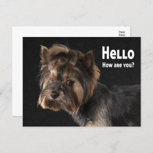 Carte Postale Cute Yorkie Chien Chien Chien Chien Aimer Yorkshir