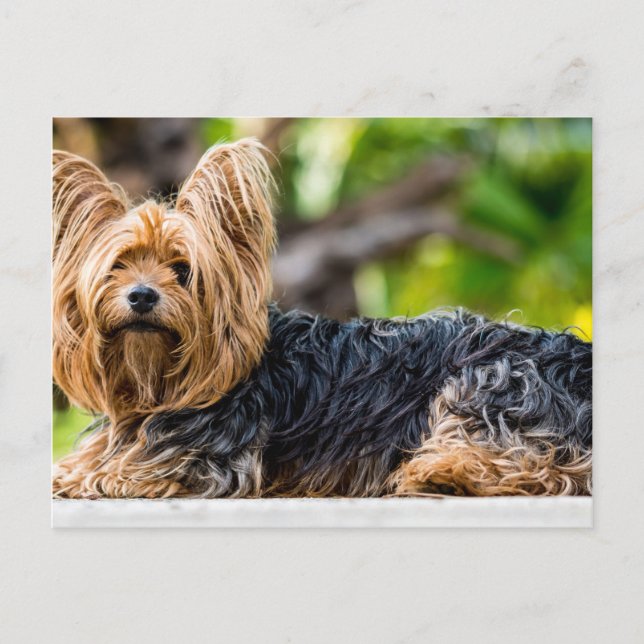 Carte Postale Cute Yorkshire Terrier Chien dans le jardin (Devant)