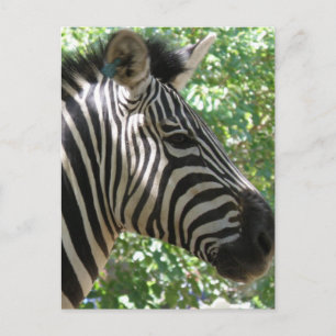 Carte postale Cute Zebra