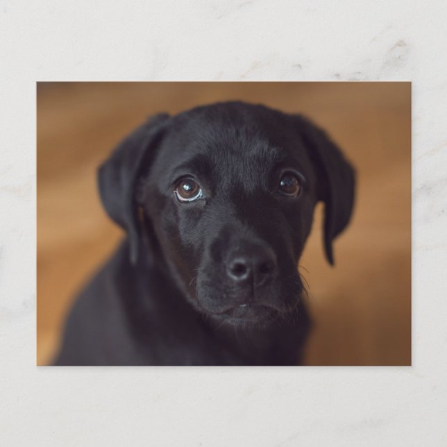 Carte Postale Cutest Baby Animals | Black Labrador Puppy (Devant)
