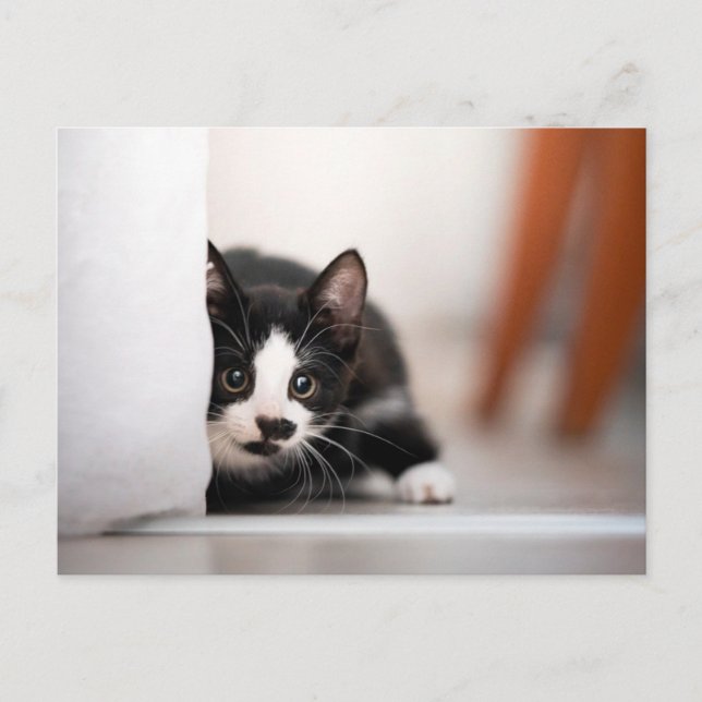 Carte Postale Cutest Baby Animals | Black & White Kitten (Devant)