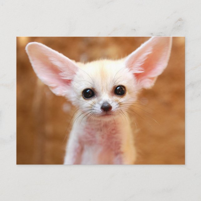 Carte Postale Cutest Baby Animals | Fennec Fox (Devant)