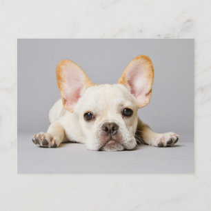 Carte Postale Cutest Baby Animals   French Bulldog Lying Down