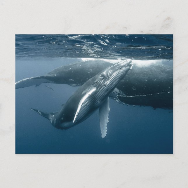 Carte Postale Cutest Baby Animals | Humpback Whale Calf (Devant)