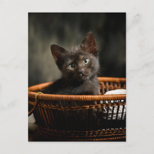 Carte Postale Cutest Baby Animals Kitten in Basket