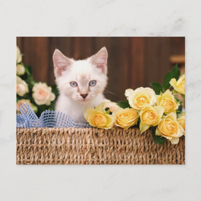 Carte Postale Cutest Baby Animals | Kitten & Yellow Roses (Devant)
