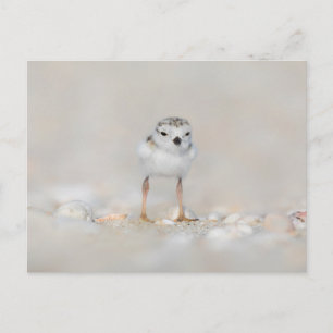 Carte Postale Cutest Baby Animals Piping Plover Chick