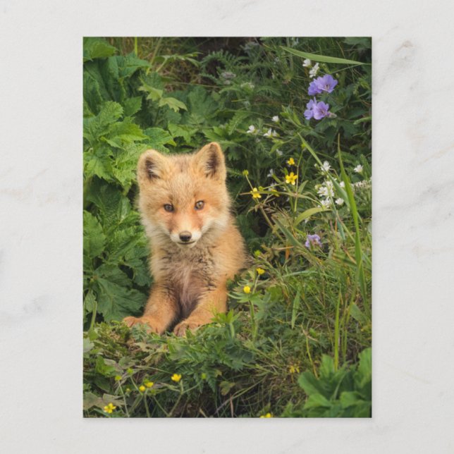 Carte Postale Cutest Baby Animals | Red Fox at Umnak Alaska (Devant)