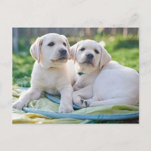 Carte Postale Cutest Baby Animals | Yellow Labrador Retrievers (Devant)
