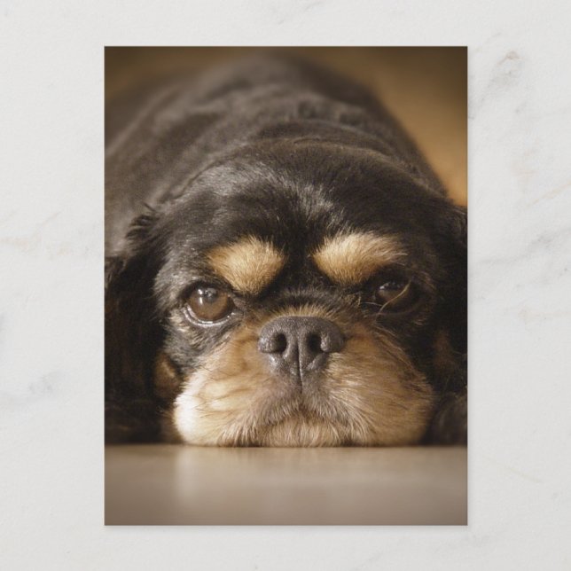 Carte Postale Cutie Cav ! (Devant)
