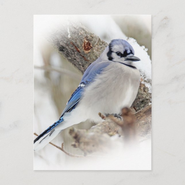 Carte Postale Cyanocitta cristata (Devant)