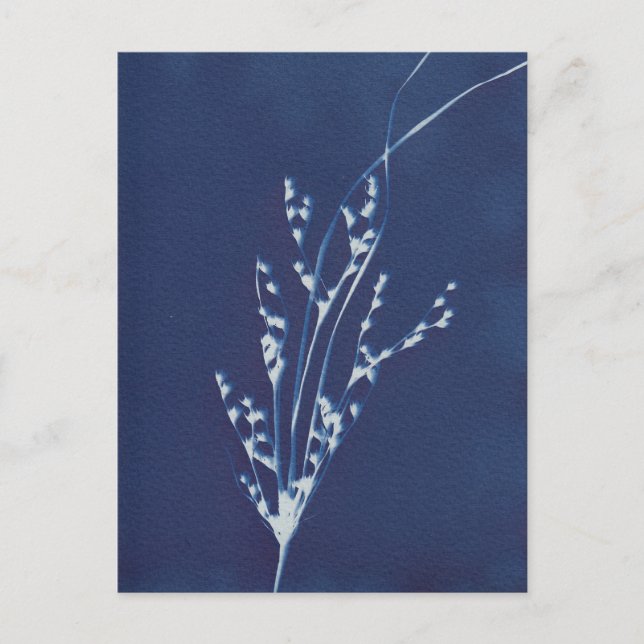 Carte postale Cyanotype Impression Gris Bleu Blanc (Devant)