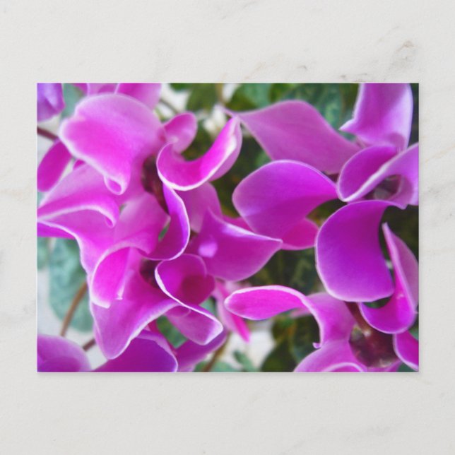 Carte Postale cyclamen (Devant)