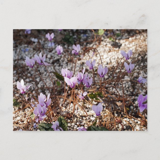 Carte postale Cyclamen (Devant)