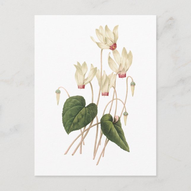Carte Postale cyclamen (espèces de cyclamen) par Redouté (Devant)