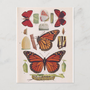 Carte Postale Cycle de vie des papillons monarques
