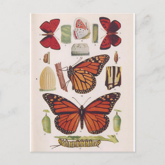 Carte Postale Cycle de vie des papillons monarques