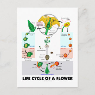Carte Postale Cycle De Vie D'Une Fleur (Angiosperme)