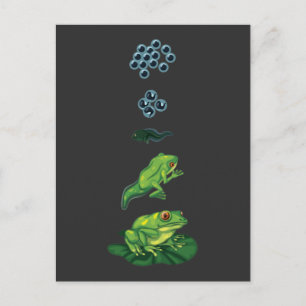 Carte Postale Cycle de vie Grenouille Métamorphose Oeuf Tadpole